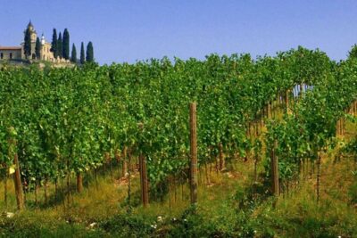 Day trip from Milan: Franciacorta, a paradise for wine lovers! – private tour