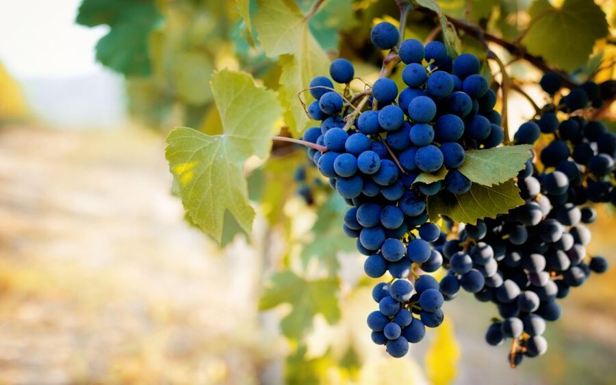 From Milan: Barolo Wine Tasting, Alba Tour and Castle Visit - Who This Trip Fits Best, and Who Might Prefer Something Else