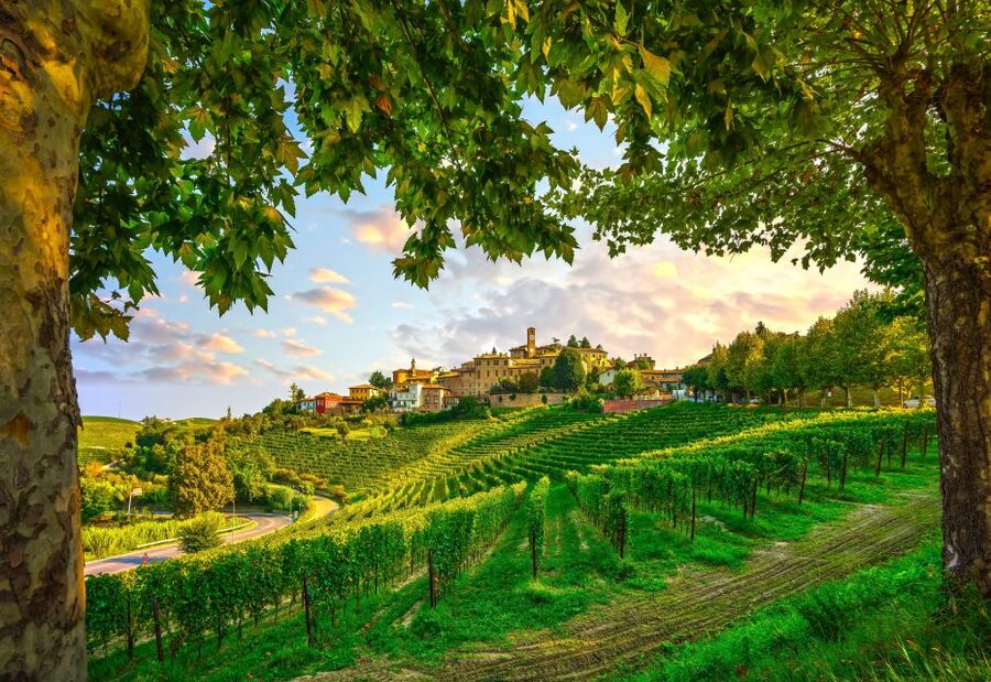 From Milan: Barolo Wine Tasting, Alba Tour and Castle Visit - Why This Milan-to-Langhe Day Trip Feels Like Real Piedmont