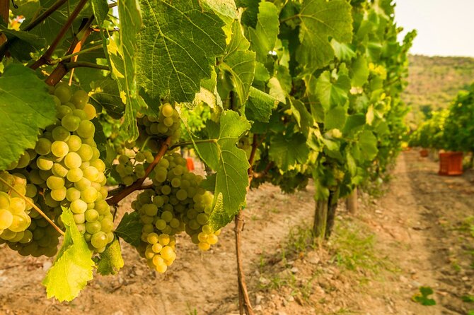 From Milan Full Day in Franciacorta 2 Wineries and Lunch - Private minivan comfort: the underrated part of a wine day