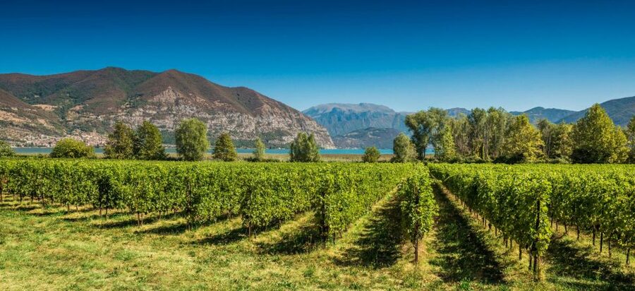 From Milan: Full Day in Franciacorta. 2 Wineries & Lunch - Key Things You Should Notice Before You Go