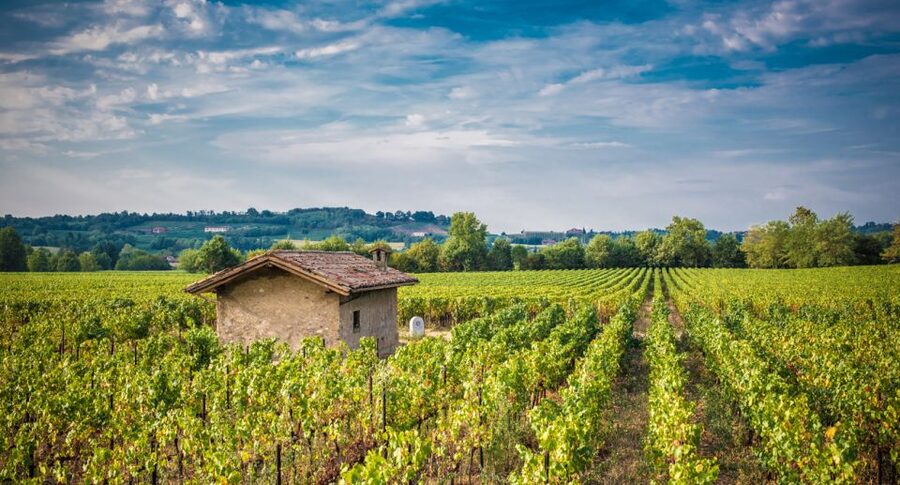 From Milan: Full Day in Franciacorta. 2 Wineries & Lunch - Stop One in Franciacorta, Ronco Calino and the Terroir Story