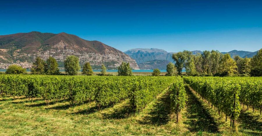 From Milan: Full Day in Franciacorta. 2 Wineries & Lunch - Price and Value, Is $373.84 Per Person Worth It?
