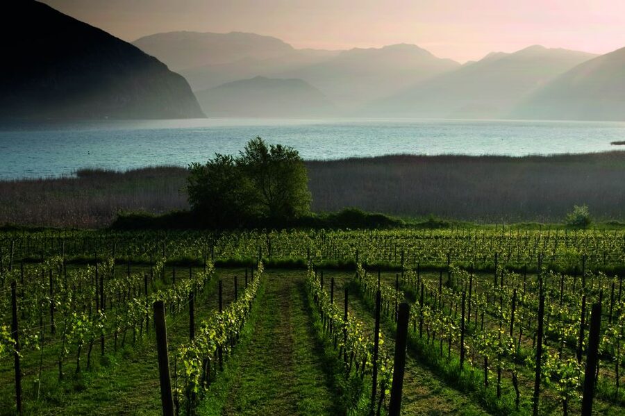 From Milan: Full Day in Franciacorta. 2 Wineries & Lunch - Who This Day Trip Suits Best (And Who Might Feel Cramped)
