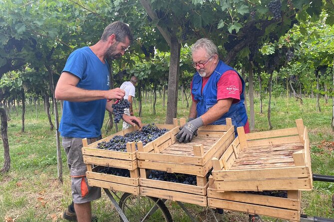 From Milan to Venice, through the Amarone region, Lunch & Verona - Milan pickup to Valpolicella: a smooth start you can trust