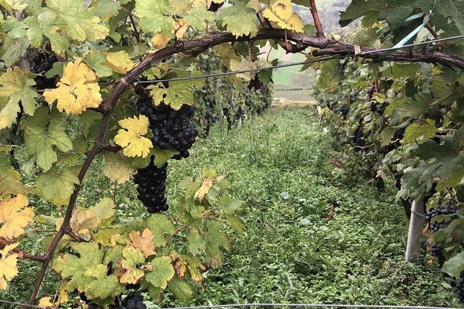 Lake Como & UNESCO Dry-stone Walls Vineyards - A Small-Group Day Around Lake Como and the Valtellina Wine Country