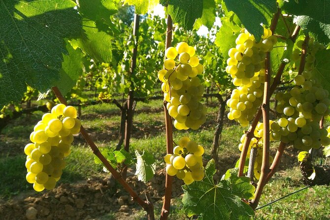 Lake Iseo & Franciacorta Winery. Scenic & Wine Tasting tour - The Lake Iseo boat ride, then Monte Isola free time