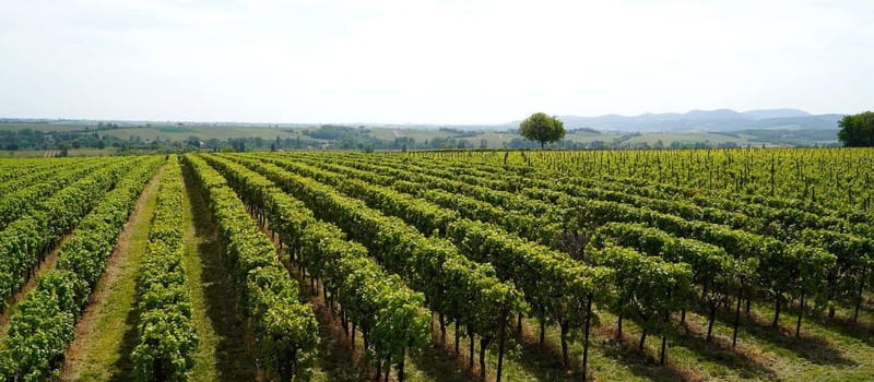 Milan: Brescia & Franciacorta with Wine Tasting Small Group - Value and price: is $214.11 per person worth it?