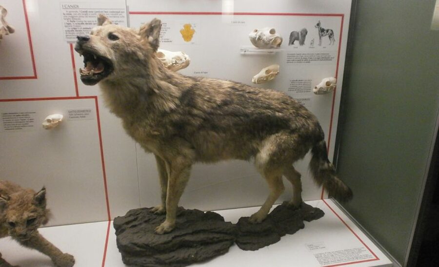 Milan: Natural History Museum Entry Ticket & Audio Guide - Milan’s Natural History Museum in Indro Montanelli Gardens