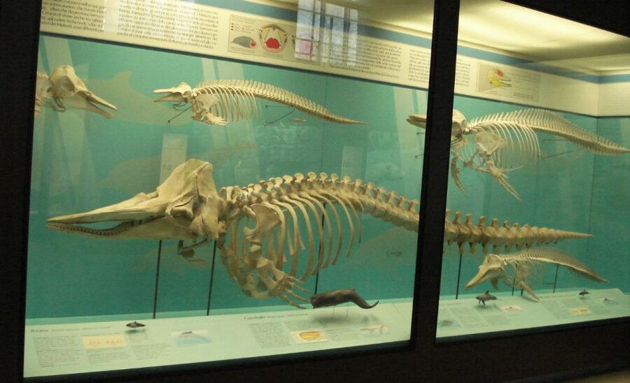 Milan: Natural History Museum Entry Ticket & Audio Guide - Tickets, e-ticket delivery, and skip-the-line entry