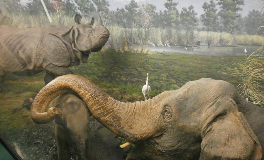 Milan: Natural History Museum Entry Ticket & Audio Guide - Price and value: what $12 really covers