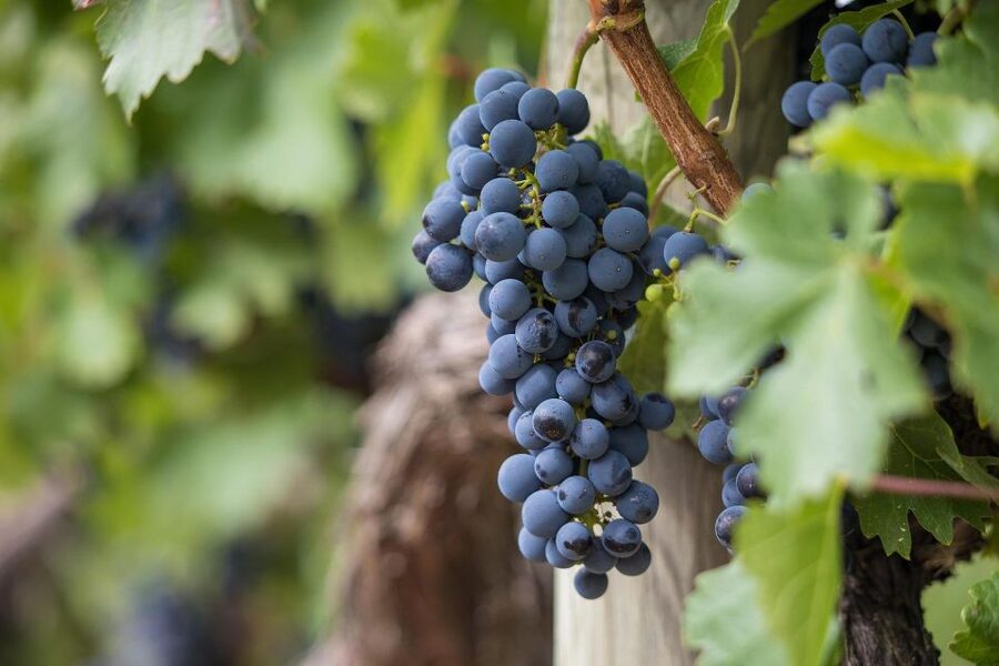 Milan: Wine Tasting with an Italian Sommelier - Value check: is $102 worth a 1-hour tasting?