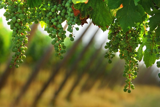 Private 8h Tour to winery in Franciacorta and Bergamo from Milan - Private driver value, and the one expectation mismatch to watch
