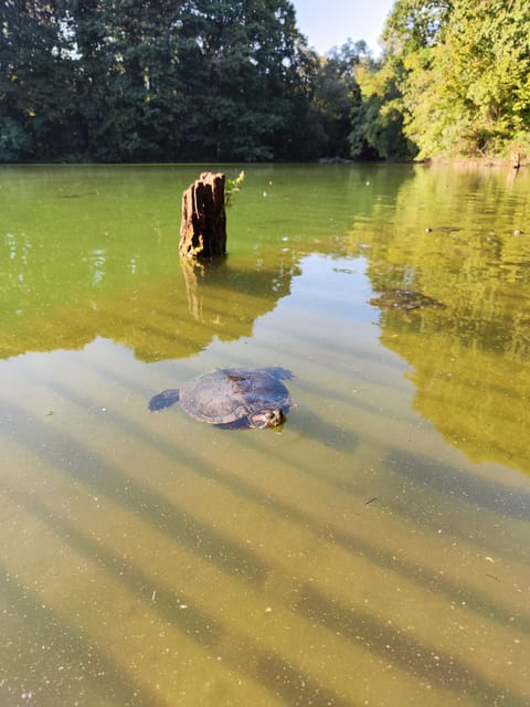 Trekking in the Wood with picnic on the turtles lake - Key points before you go