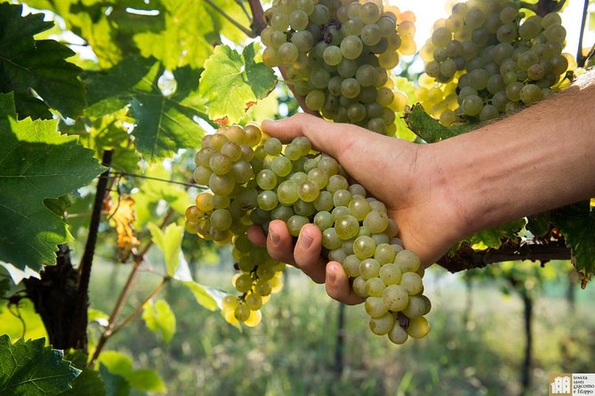 Wine Class and Tasting in Milan - Semi Private tour - The tasting lineup: four Italian wines, explained